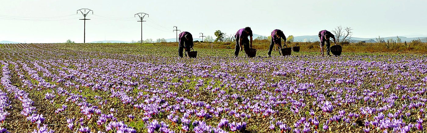 Company field: Jiloca saffron